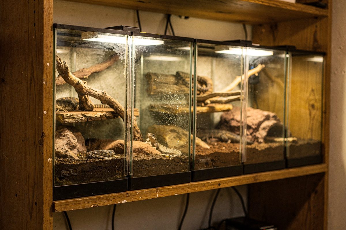 Shelf of reptile terrariums with heat mats visible beneath them